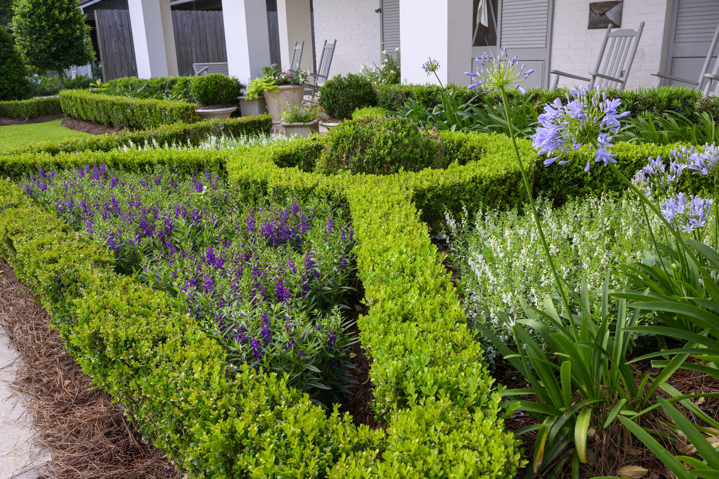 Boxwood knot garden with angelonia in bloom
