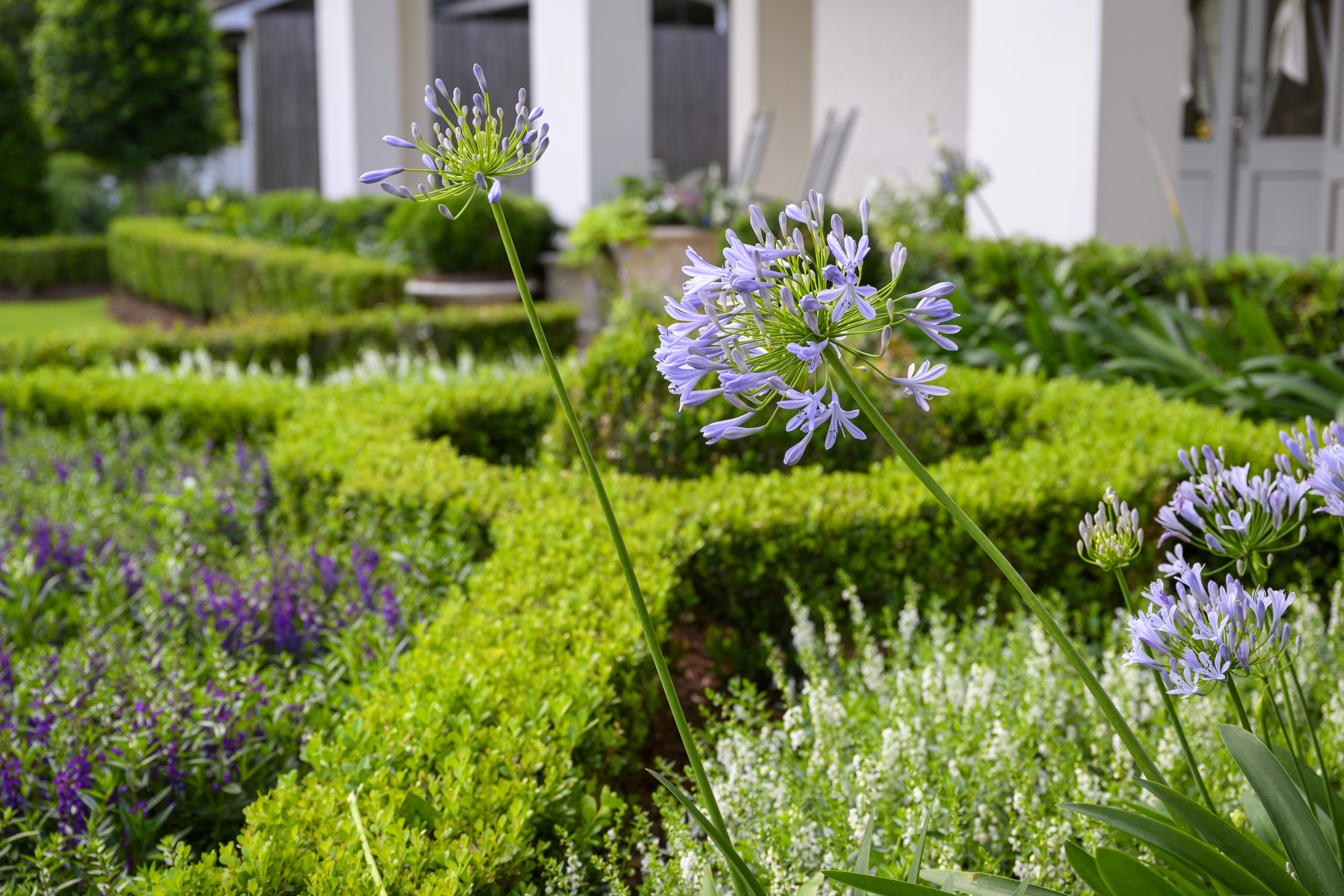 Agapanthus over the parterre garden