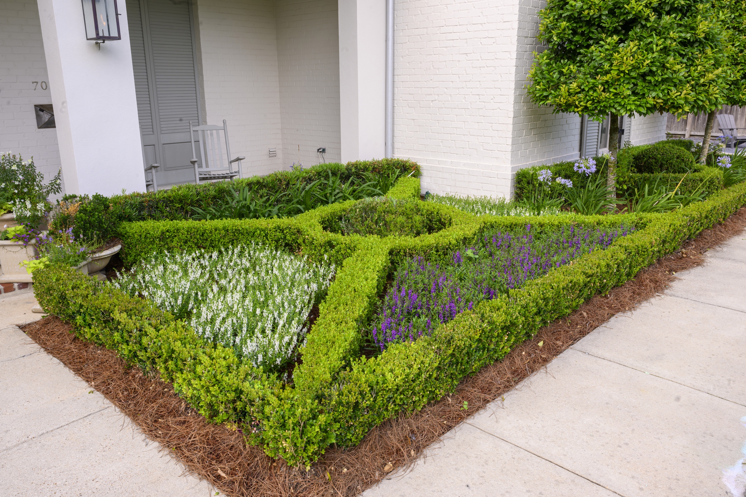 Boxwood parterre with white and purple angelonia at the porch corner