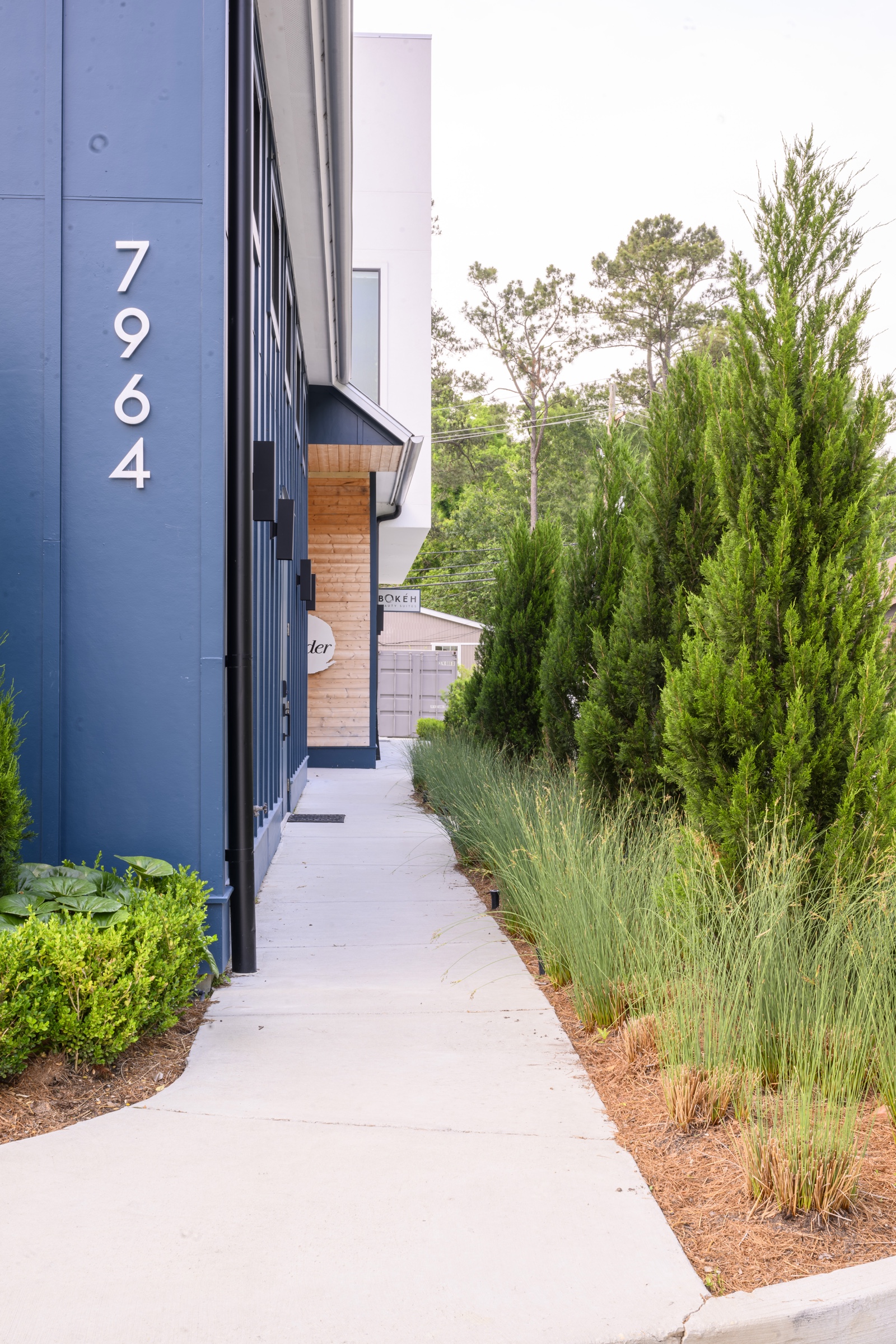 Commercial work, entrance walkway with cypresses