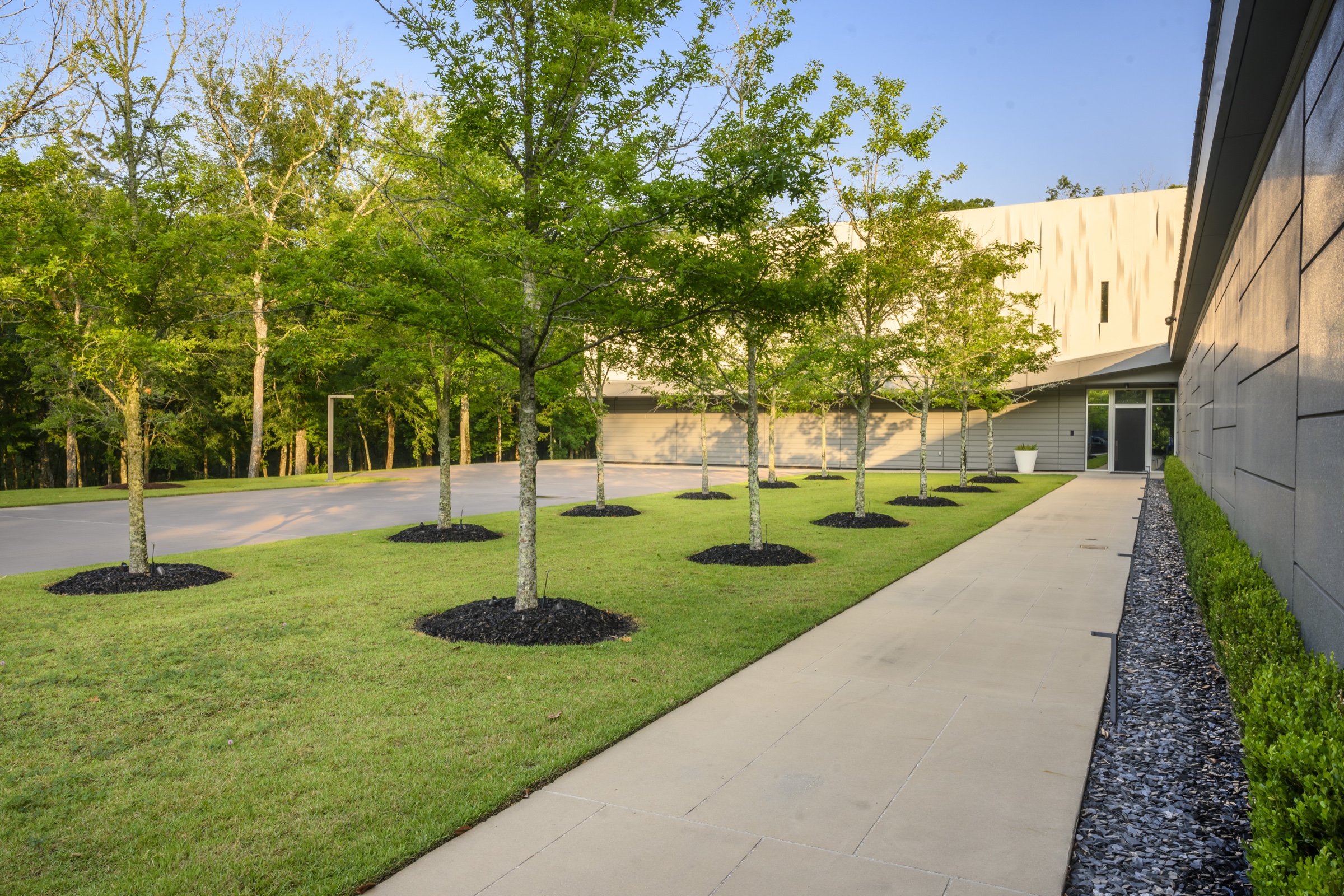 Allée of trees in mulched wells along commercial walkway