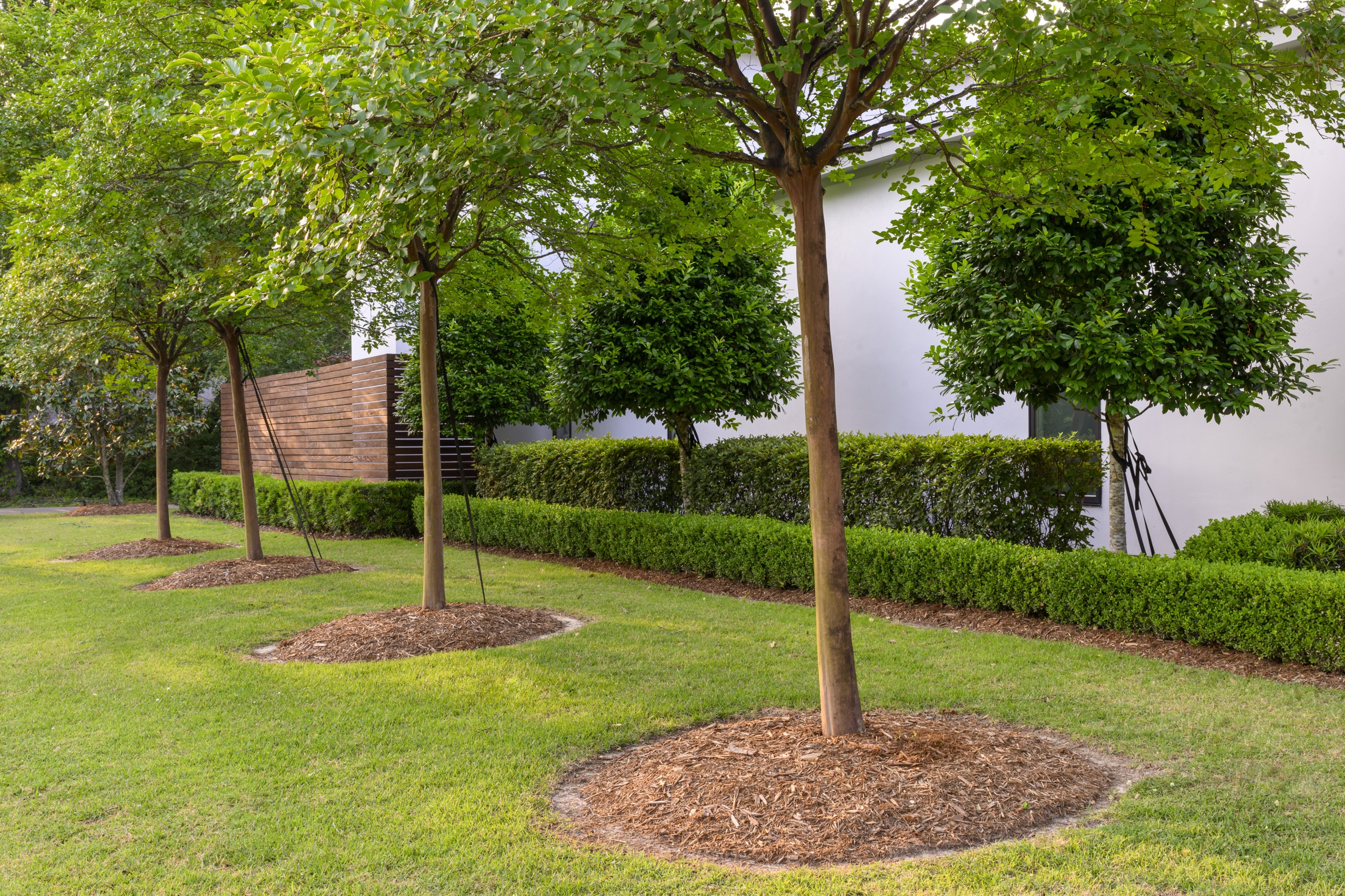 Lawn panel with shade tree, hedge row, and horizontal-slat fence